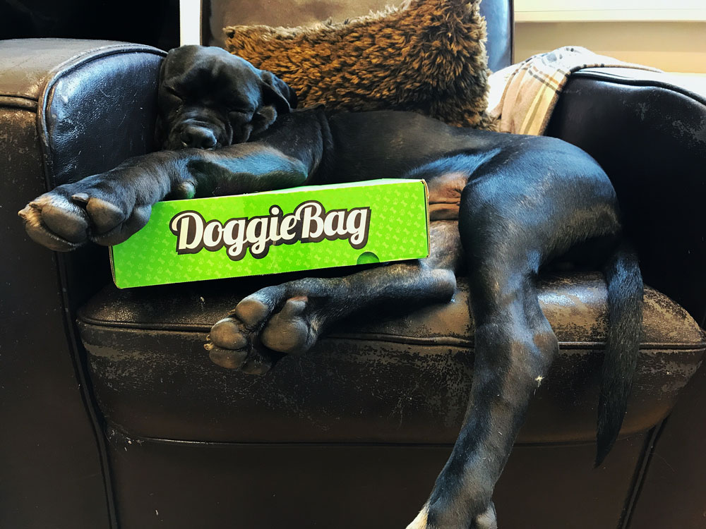 Jefe after testing items for DoggieBag